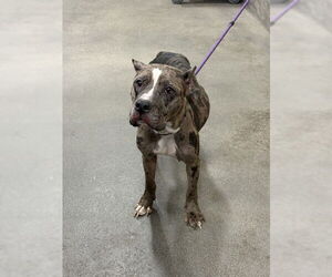 Mutt Dogs for adoption in Forestville, MD, USA