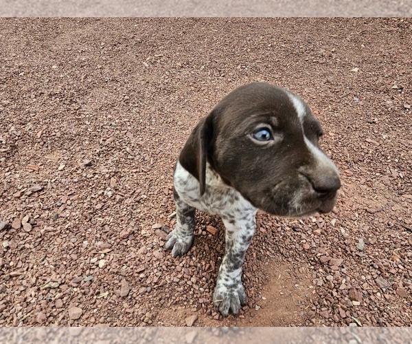 Medium Photo #19 German Shorthaired Pointer Puppy For Sale in EVANSVILLE, WY, USA