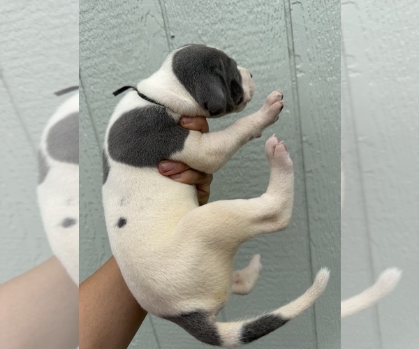 Medium Photo #3 Great Dane Puppy For Sale in HALLETTSVILLE, TX, USA