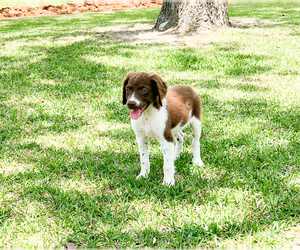 Labrador Retriever Puppy for sale in FITZGERALD, GA, USA