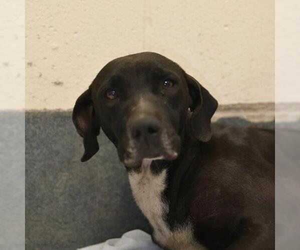 Medium Photo #1 American Staffordshire Terrier-Unknown Mix Puppy For Sale in San Antonio, TX, USA