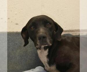 American Staffordshire Terrier-Unknown Mix Dogs for adoption in San Antonio, TX, USA