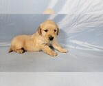 Small Photo #9 Golden Retriever Puppy For Sale in BLACK FOREST, CO, USA