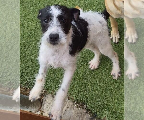 Medium Photo #2 Border Collie-Unknown Mix Puppy For Sale in Carrollton, TX, USA