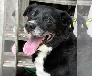 Labrador Retriever-Unknown Mix Dogs for adoption in Kennesaw, GA, USA