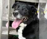 Boomer - Male Labrador Retriever-Unknown Mix Dog for Adoption - Small photo