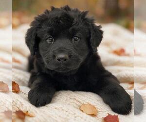 Labrador Retriever-Unknown Mix Dogs for adoption in San Diego, CA, USA