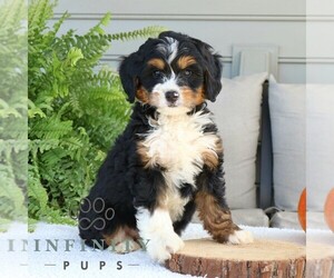 Bernedoodle (Miniature) Puppy for sale in NARVON, PA, USA