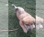 Small Photo #15 German Shepherd Dog-Jindo Dog Mix Puppy For Sale in PRESCOTT, AZ, USA