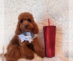 Small Photo #1 Poodle (Toy) Puppy For Sale in REDLANDS, CA, USA
