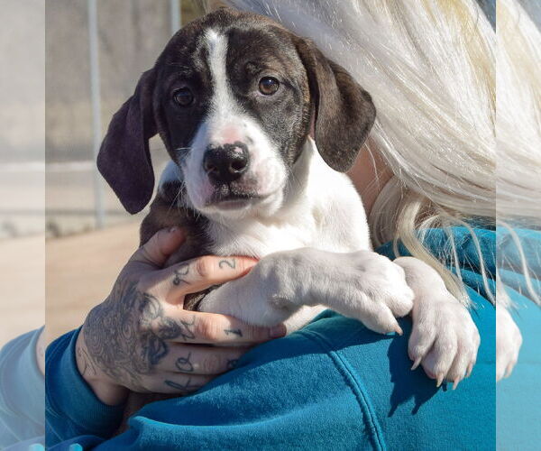 Medium Photo #5 Boxer-Plott Hound Mix Puppy For Sale in Huntley, IL, USA
