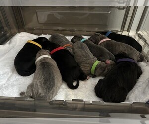 Cane Corso Puppy for sale in MOUNT MORRIS, MI, USA