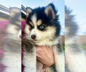 Pomsky Puppy for Sale in QUEEN CREEK, Arizona USA