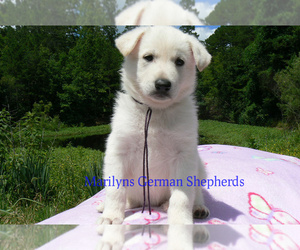 German Shepherd Dog Puppy for Sale in PIEDMONT, Missouri USA