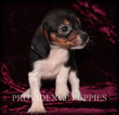 Small Photo #9 Beagle Puppy For Sale in COPPOCK, IA, USA