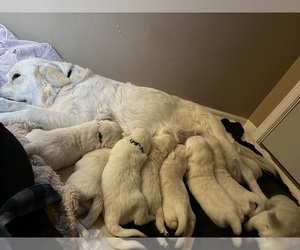 English Cream Golden Retriever Litter for sale in BLAIRSVILLE, GA, USA