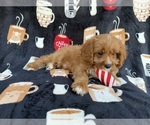 Small #5 Cavapoo (Standard)