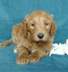 Small Photo #4 Goldendoodle Puppy For Sale in FREDERICKSBG, OH, USA