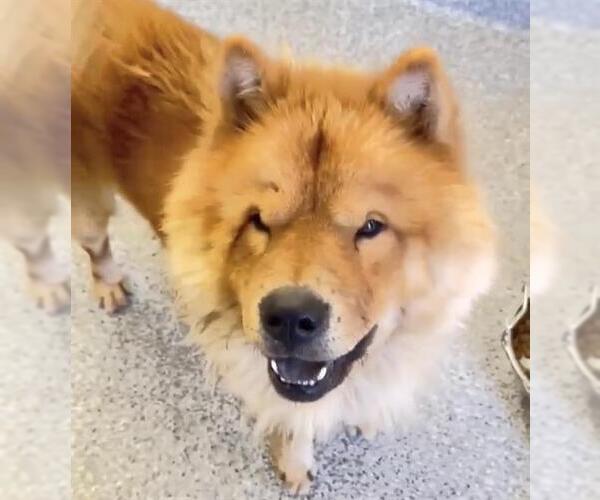 Medium Photo #1 Chow Chow Puppy For Sale in Houston, TX, USA