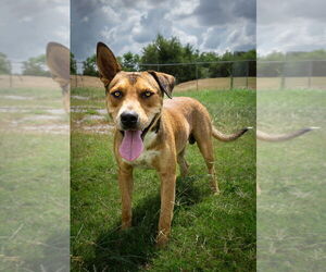 Mutt Dogs for adoption in Abbeville, LA, USA