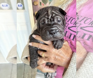 Chinese Shar-Pei Puppy for sale in CARTERSVILLE, GA, USA
