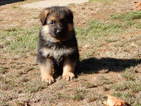 Small Photo #13 German Shepherd Dog Puppy For Sale in FOREST GROVE, OR, USA
