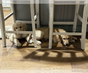 Golden Retriever Puppy for sale in FAIRMONT, WV, USA