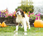 Small Photo #6 Springerdoodle Puppy For Sale in NAPPANEE, IN, USA