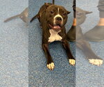 26-388 Coaley - Female Mutt Dog for Adoption - Small photo