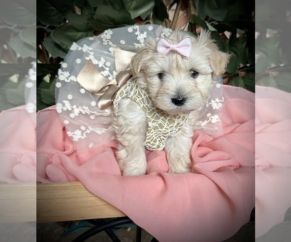 Medium Photo #4 Schnauzer (Miniature) Puppy For Sale in PFLUGERVILLE, TX, USA