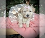 Small Photo #4 Schnauzer (Miniature) Puppy For Sale in PFLUGERVILLE, TX, USA