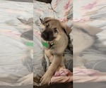 Small Photo #5 German Shepherd Dog Puppy For Sale in ANKENY, IA, USA