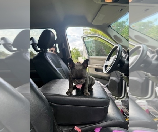 Medium Photo #12 French Bulldog Puppy For Sale in SAINT PETERSBURG, FL, USA