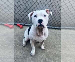 American Pit Bull Terrier-Unknown Mix Dogs for adoption in Crete, IL, USA