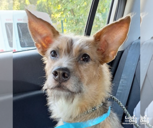 Mutt Dogs for adoption in Washington, DC, USA