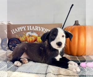 Border Collie Puppy for sale in GREENFIELD, IN, USA