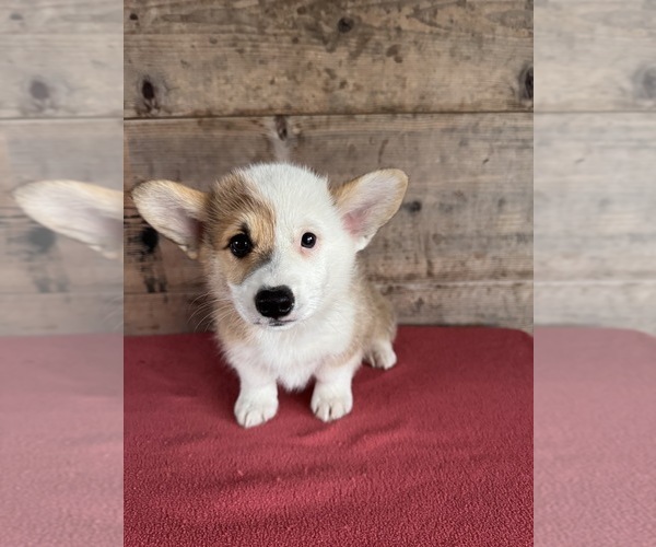 Medium Photo #3 Pembroke Welsh Corgi Puppy For Sale in VERMONTVILLE, MI, USA