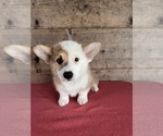 Small #2 Pembroke Welsh Corgi