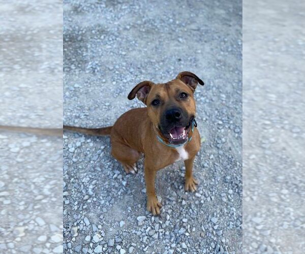 Medium Photo #3 American Pit Bull Terrier Puppy For Sale in Evansville, IN, USA