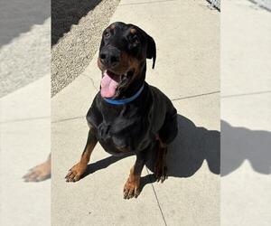 KNOX - Male Doberman Pinscher Dog for Adoption - Photo #2