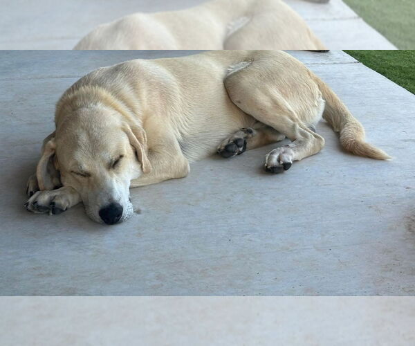 Medium Photo #4 Labrador Retriever-Unknown Mix Puppy For Sale in Grafton, WI, USA