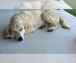 Small #3 Labrador Retriever Mix