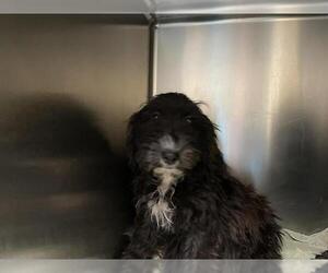Miniature Labradoodle Dogs for adoption in Pasadena, CA, USA