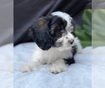 Puppy 0 Cavalier King Charles Spaniel-Goldendoodle Mix