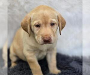 Labrador Retriever Dogs for adoption in San Diego, CA, USA
