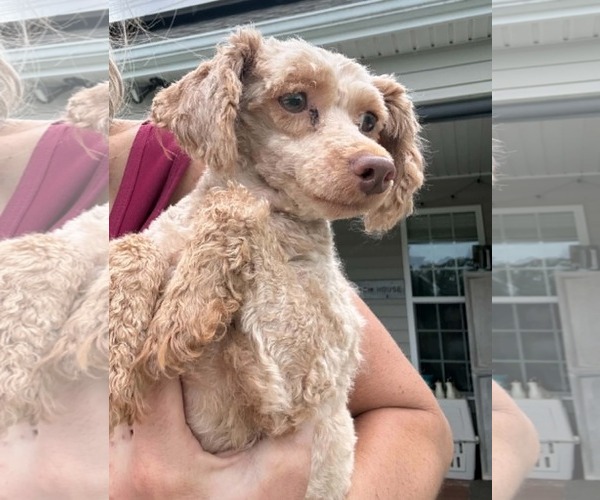 Medium Photo #2 Poodle (Miniature) Puppy For Sale in Holly Springs, NC, USA