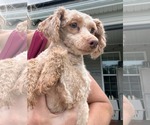Small #1 Poodle (Miniature)