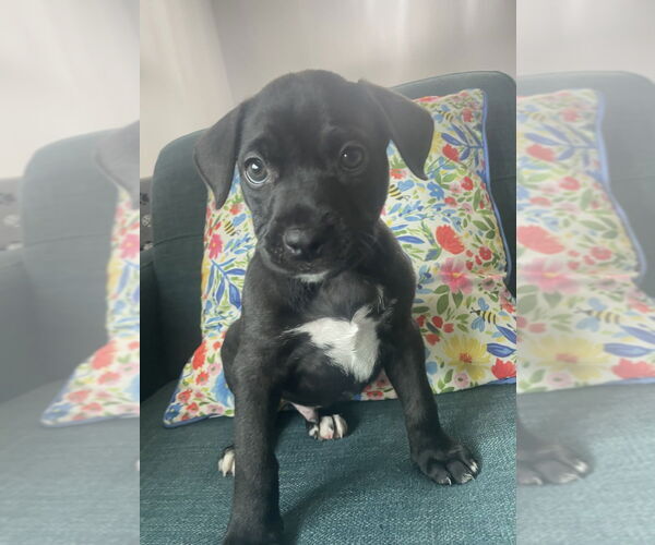 Medium Photo #2 American Staffordshire Terrier-Unknown Mix Puppy For Sale in Brewster, NY, USA