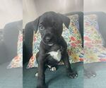 Small #1 American Staffordshire Terrier Mix