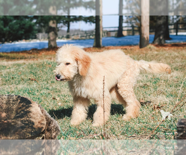 Medium Photo #16 Goldendoodle Puppy For Sale in CARLOCK, IL, USA
